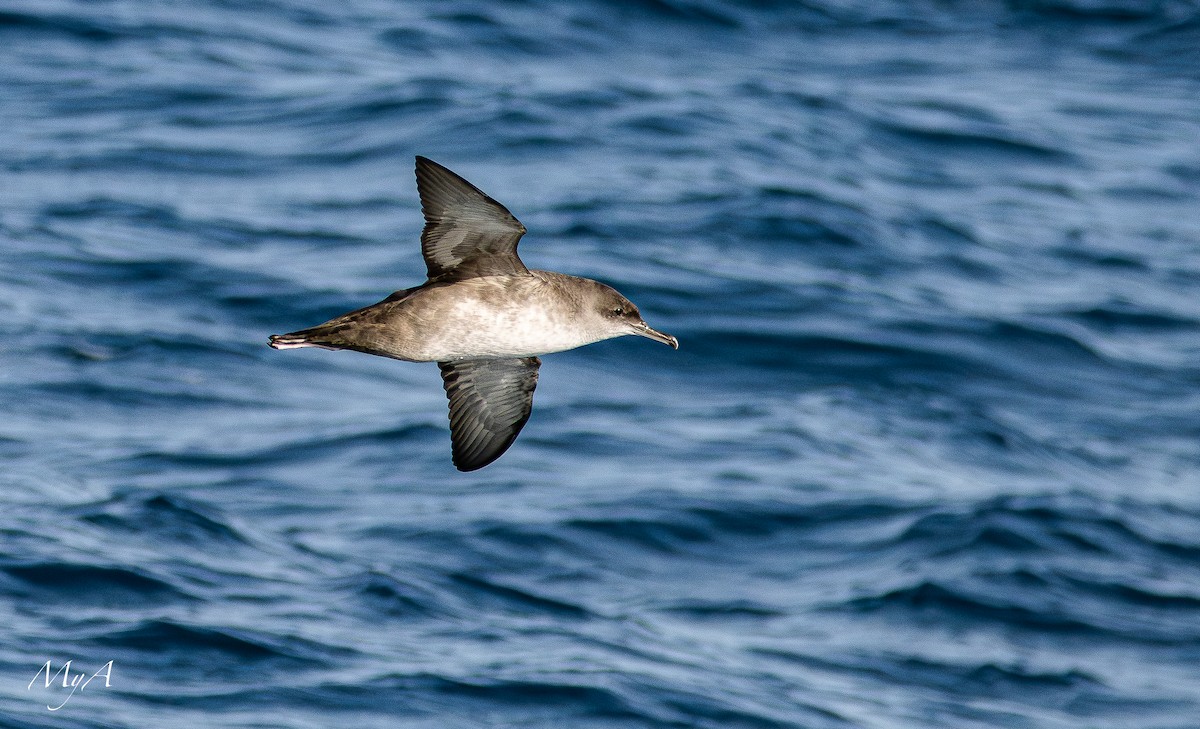 Balearic Shearwater - ML645433826