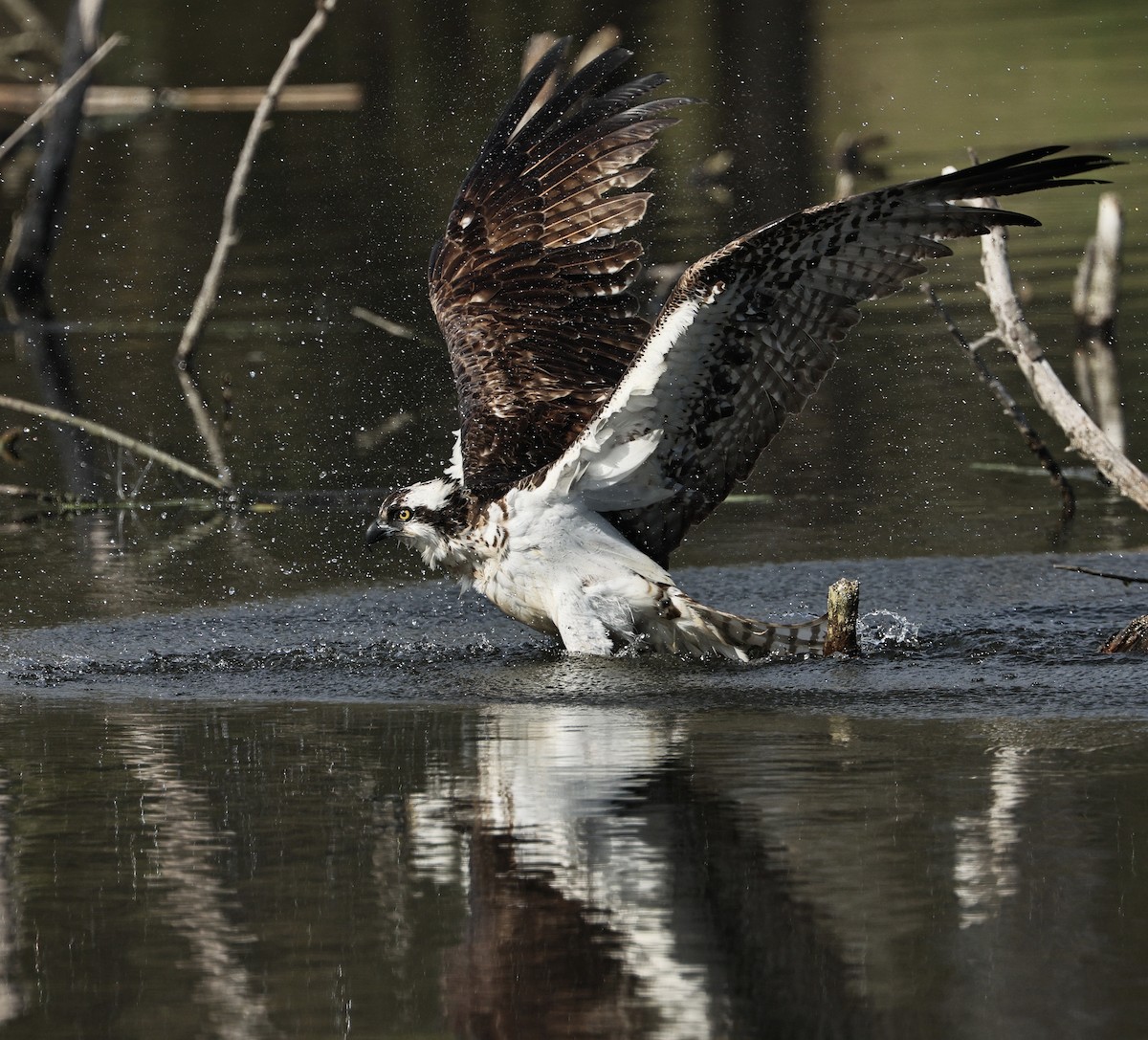 Osprey - ML645433829