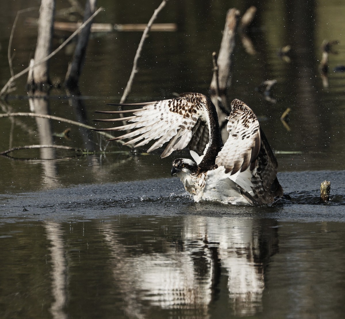Osprey - ML645433830