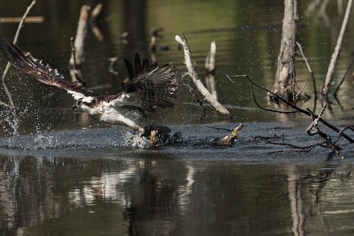 Osprey - ML645433832