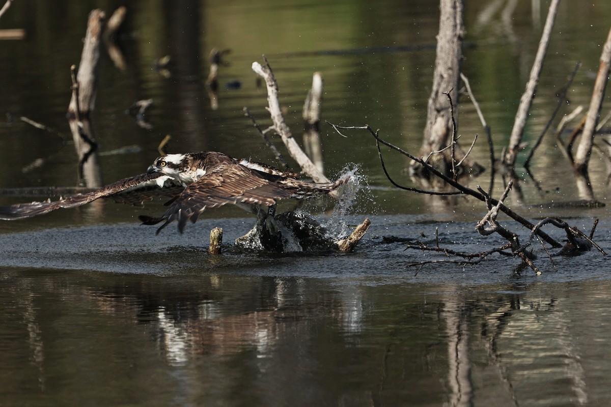 Osprey - ML645433833