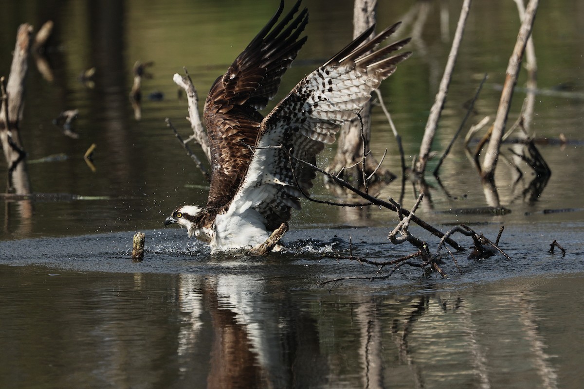 Osprey - ML645433835