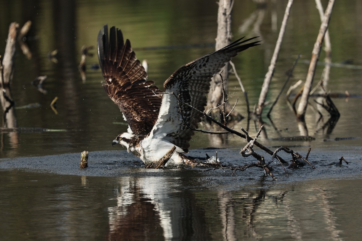 Osprey - ML645433836