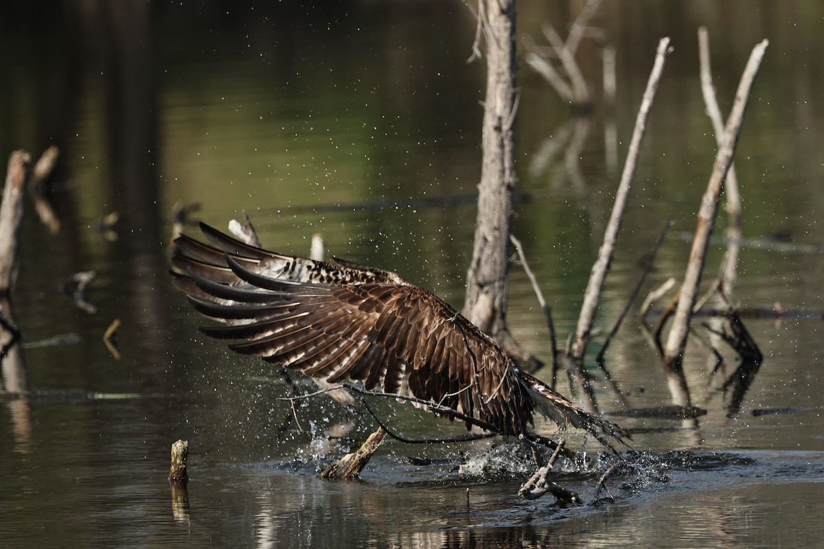 Osprey - ML645433838