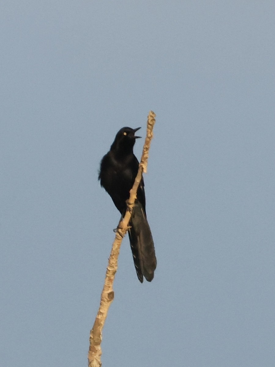 Great-tailed Grackle - ML645433843