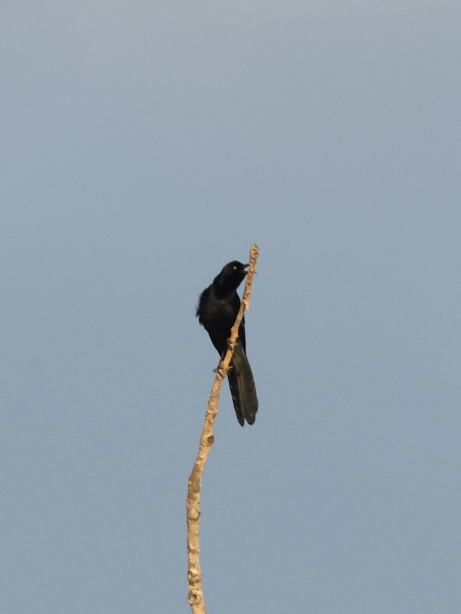 Great-tailed Grackle - ML645433844