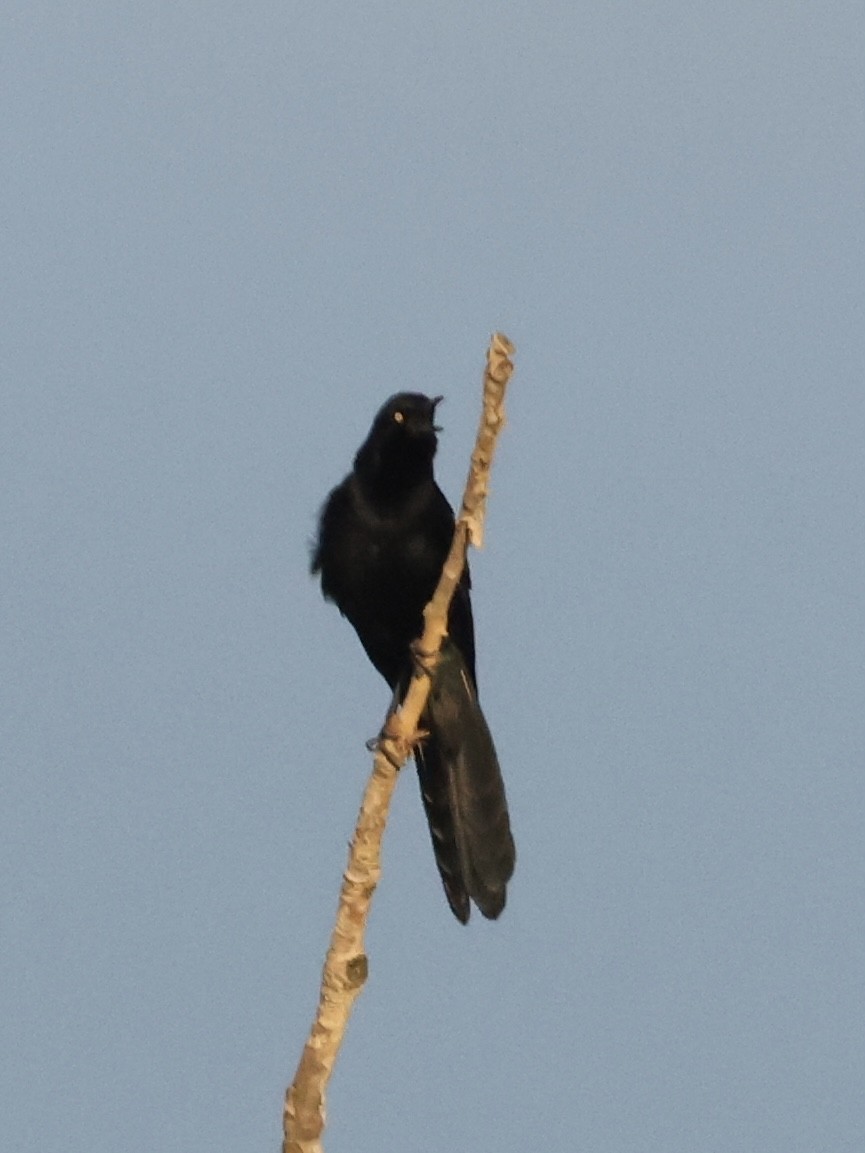 Great-tailed Grackle - ML645433845