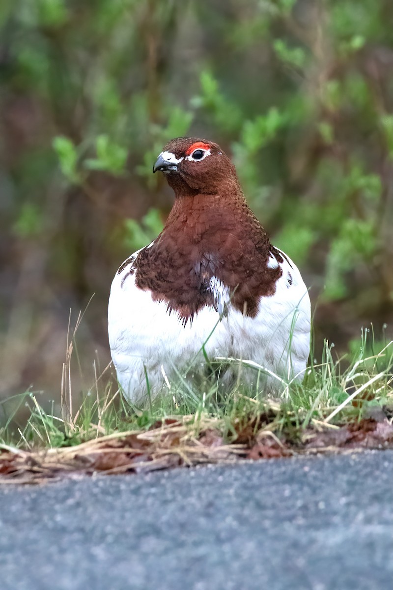 Moorschneehuhn - ML645433859