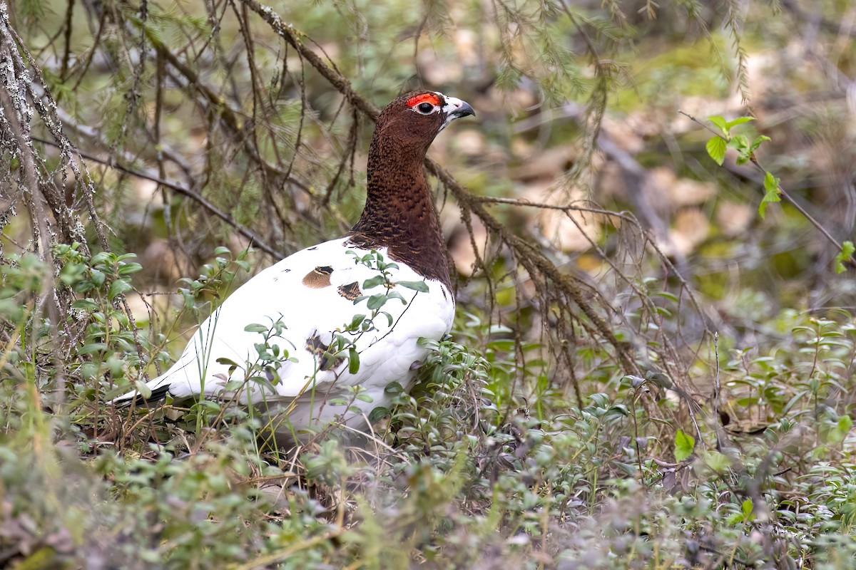 Moorschneehuhn - ML645433860