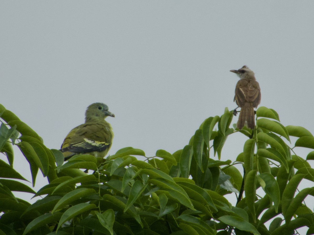 Yellow-vented Bulbul - ML645433861