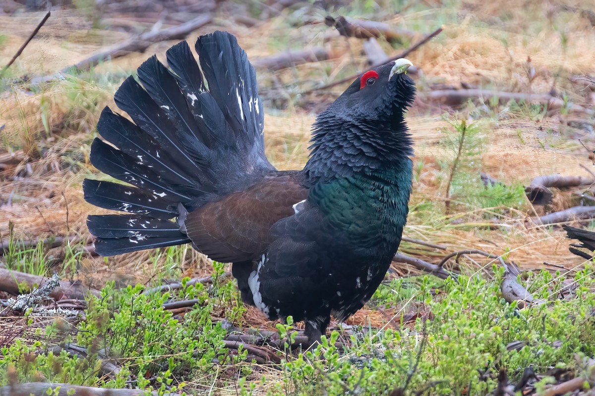 Western Capercaillie - ML645433863