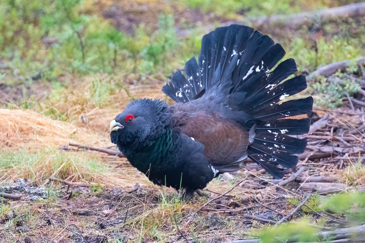 Western Capercaillie - ML645433864