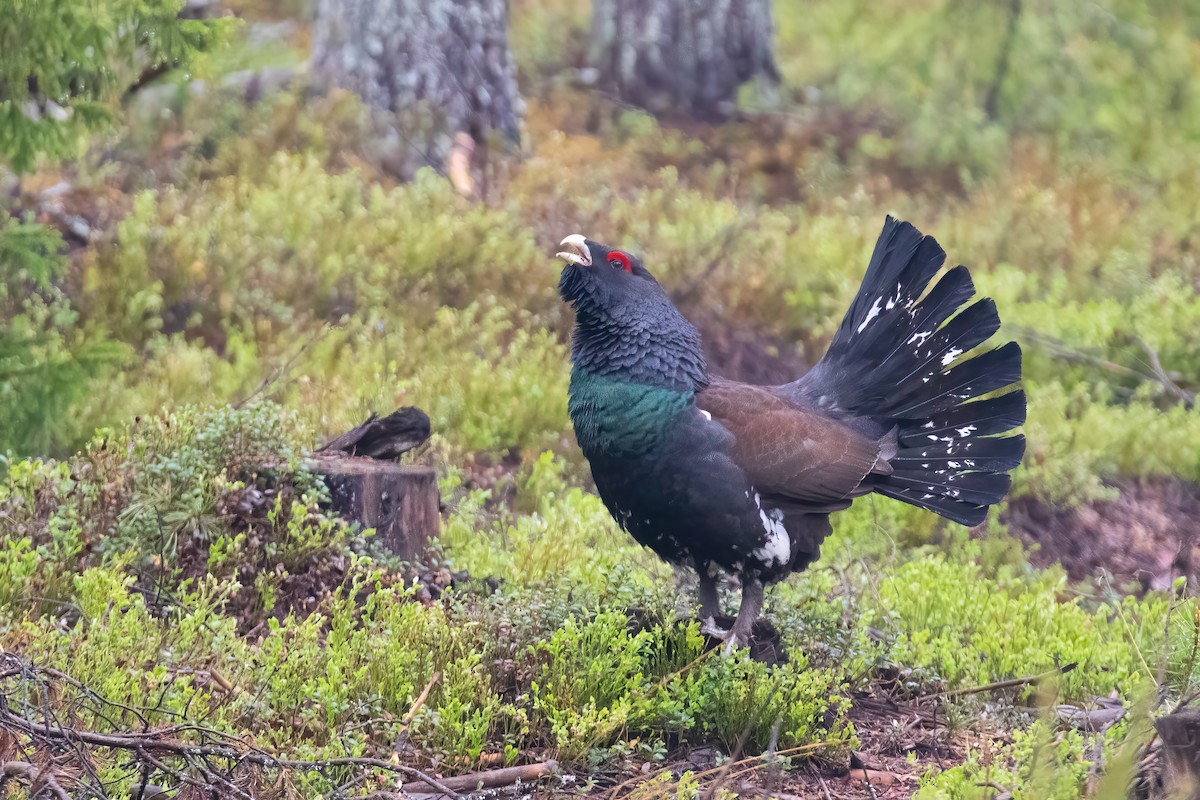 Western Capercaillie - ML645433865