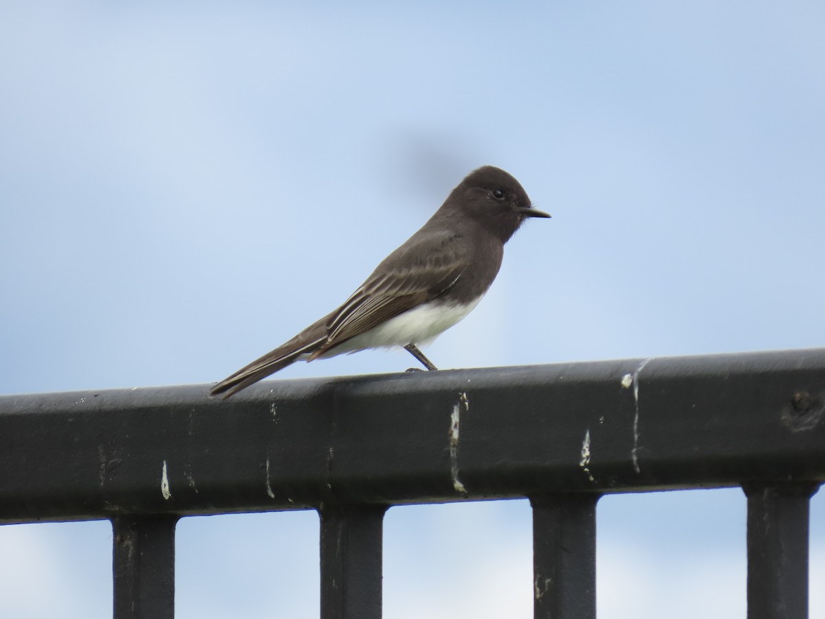 Black Phoebe - ML645433876