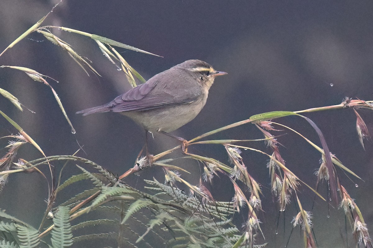 Tickell Çıvgını - ML645433888