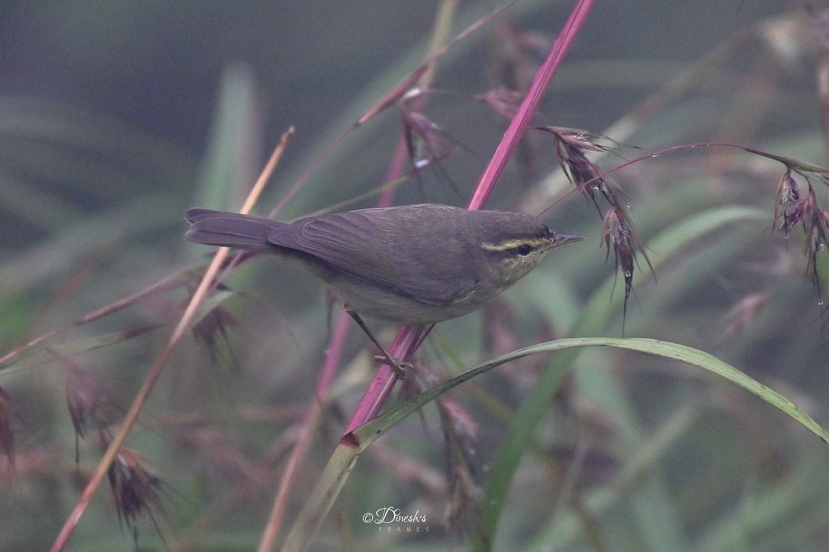 Tickell Çıvgını - ML645433890