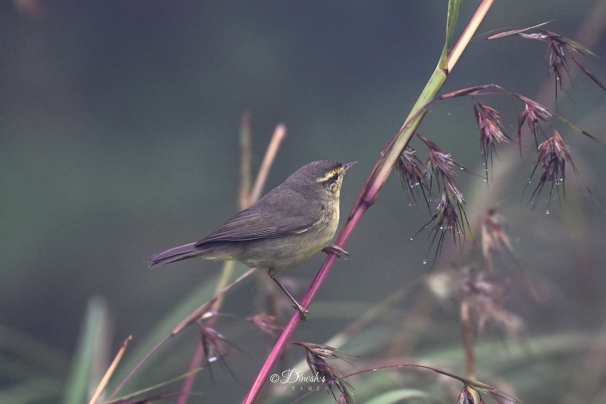 Tickell Çıvgını - ML645433891