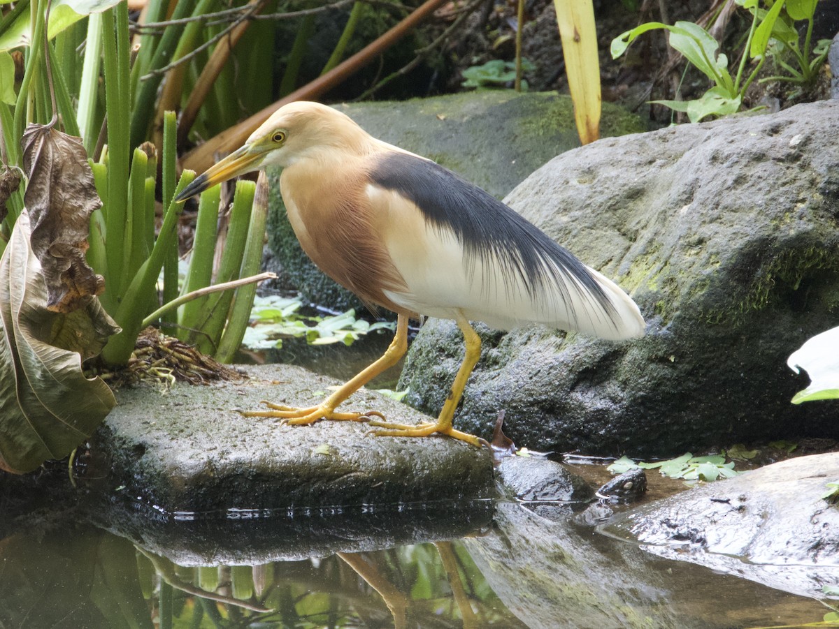 Javan Pond-Heron - ML645433894