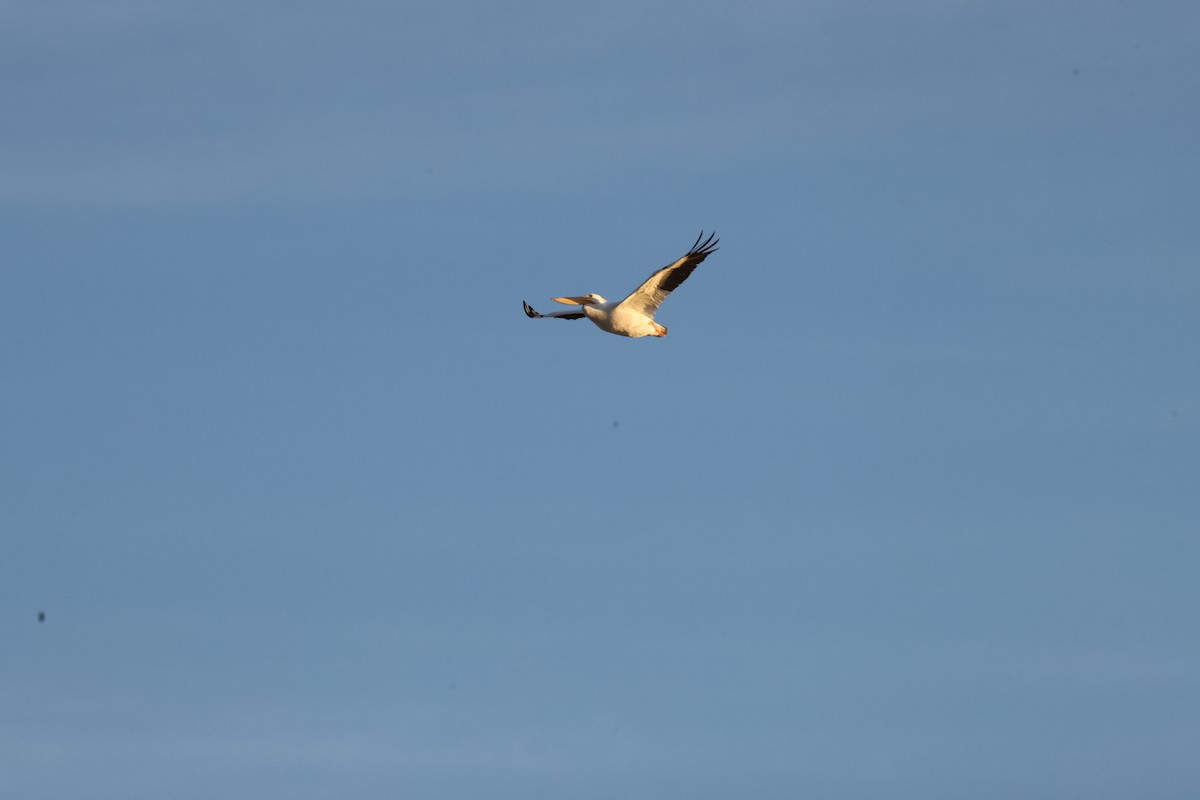 American White Pelican - ML645433896