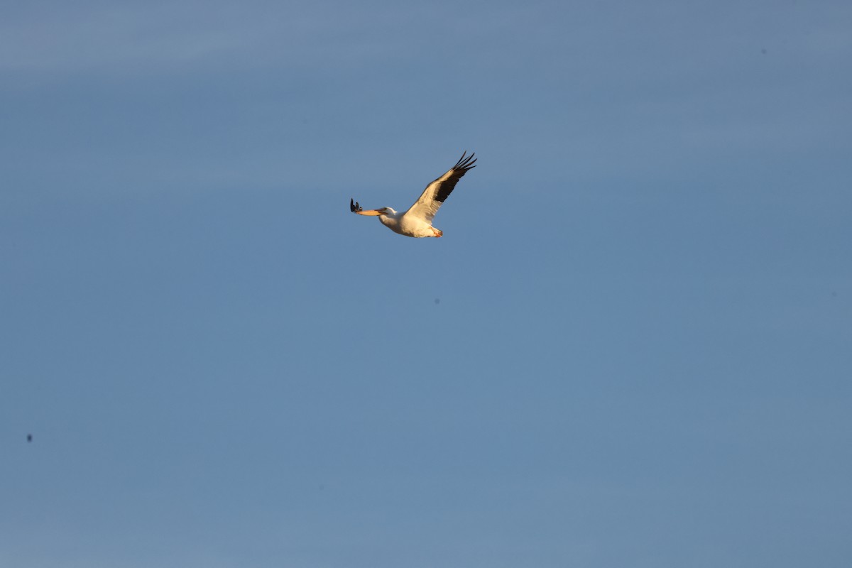 American White Pelican - ML645433897