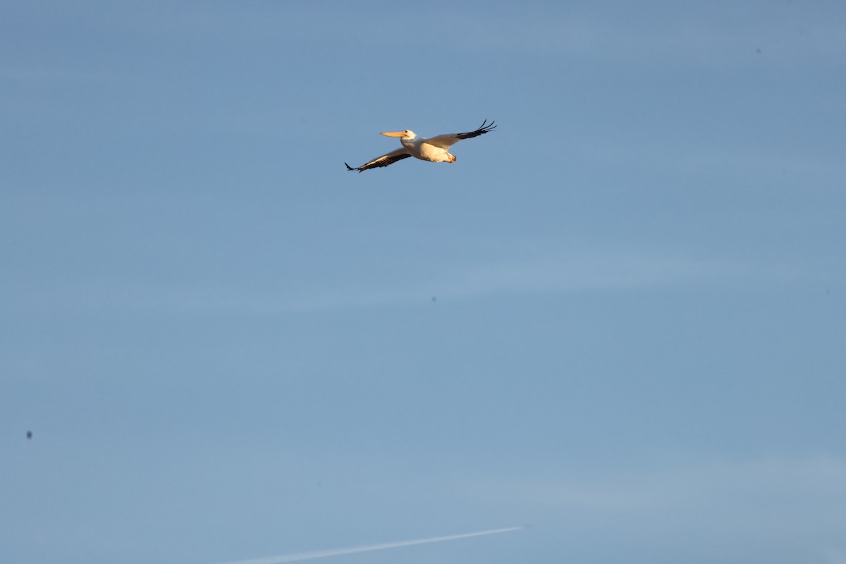 American White Pelican - ML645433898