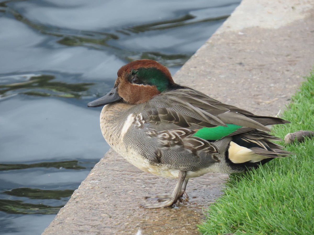 Green-winged Teal - ML645433899