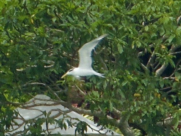Great Crested Tern - ML645433901