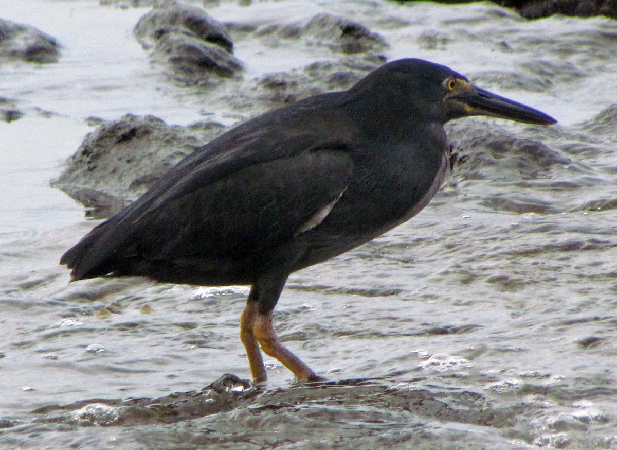 Lava Heron - ML645433902