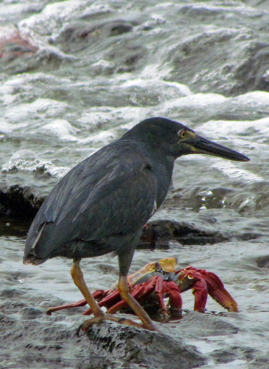 Lava Heron - ML645433903