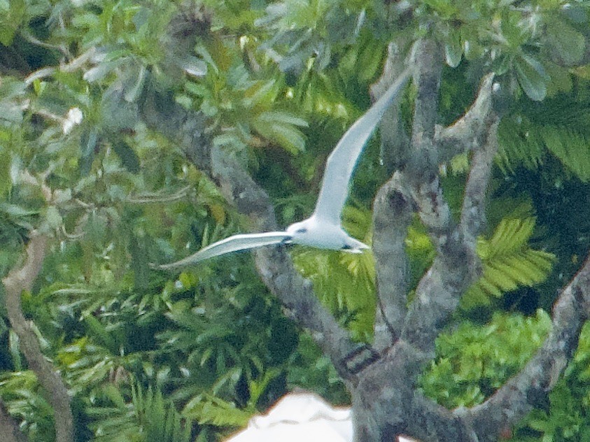 Gull-billed Tern - ML645433904