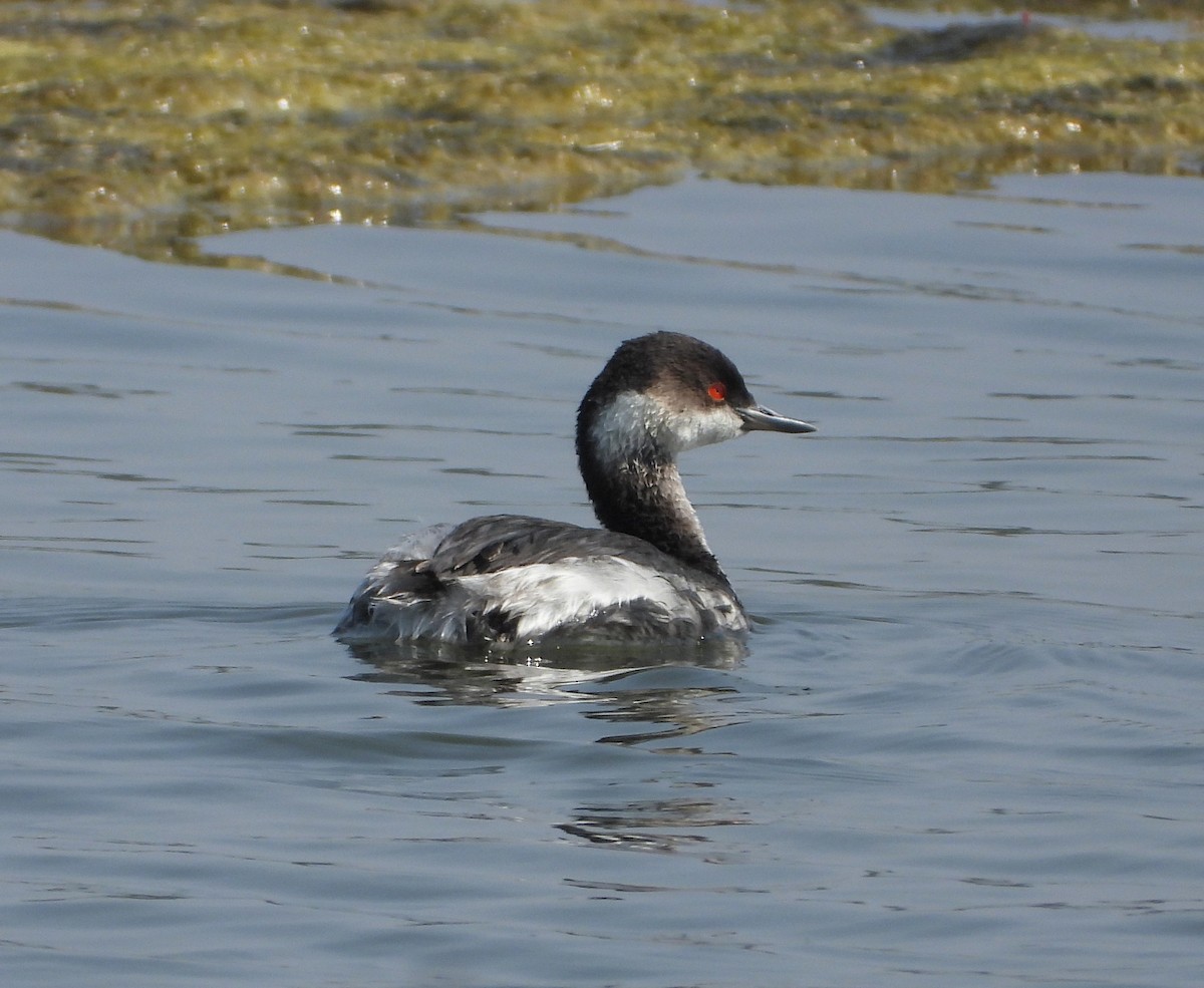 Eared Grebe - ML645433906