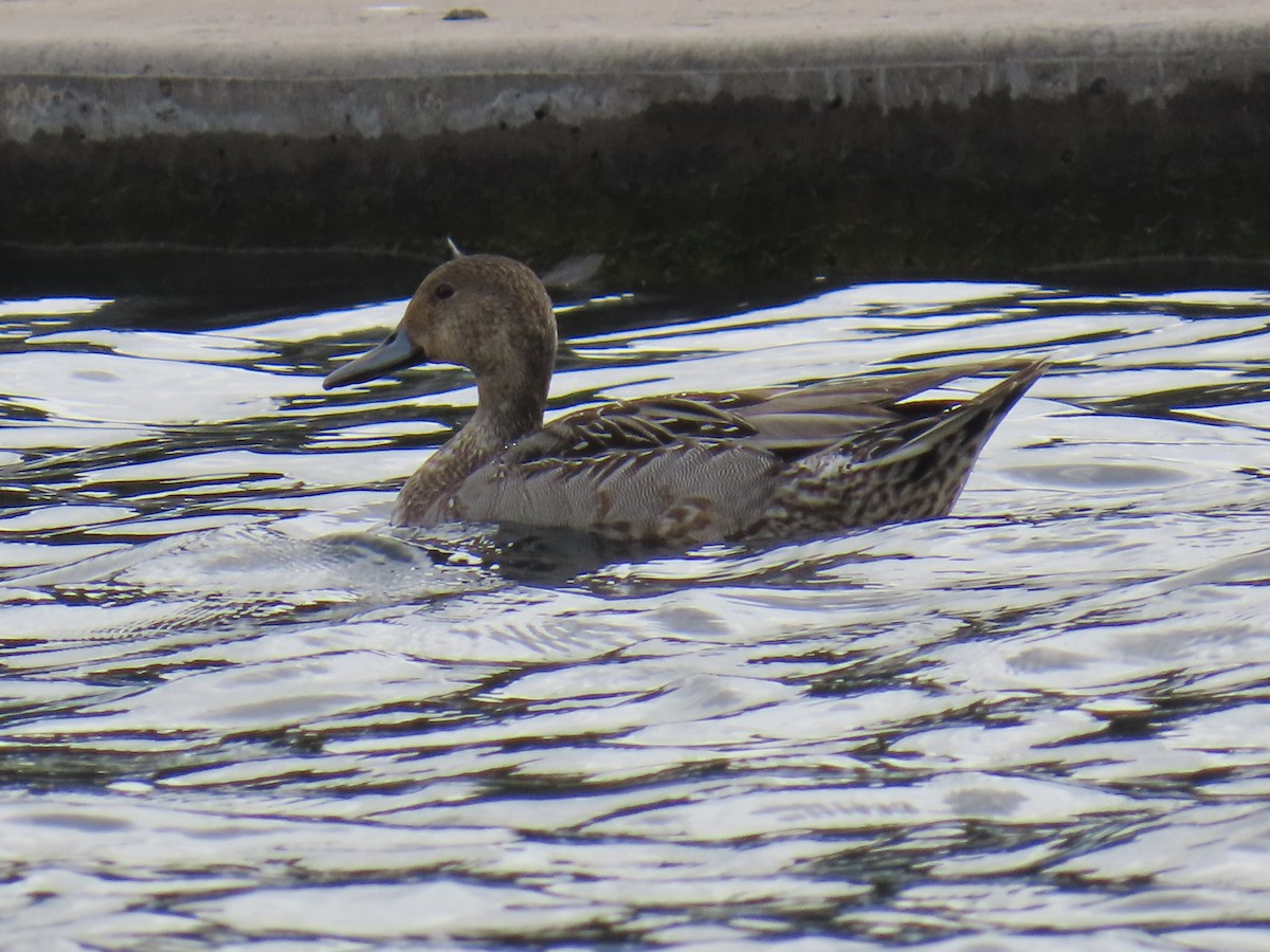 Northern Pintail - ML645433907