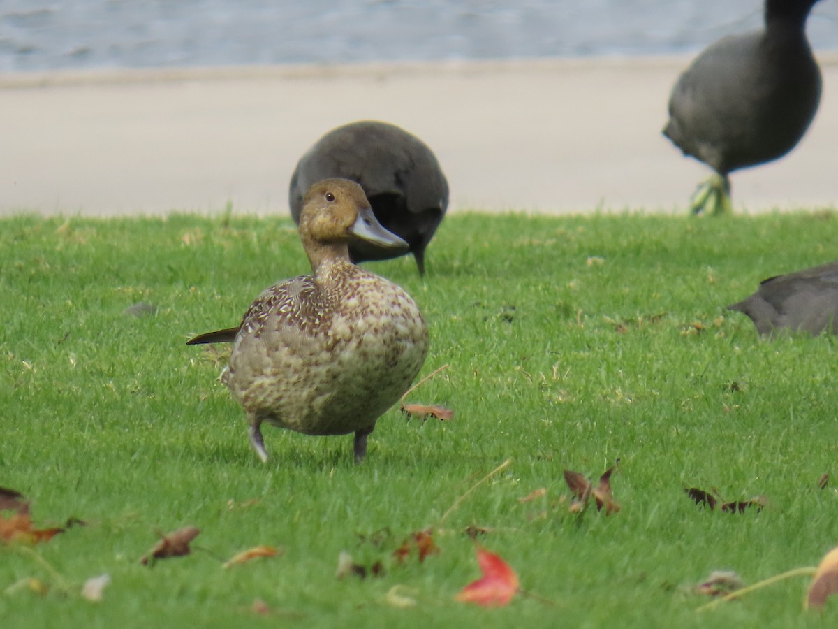 Northern Pintail - ML645433908