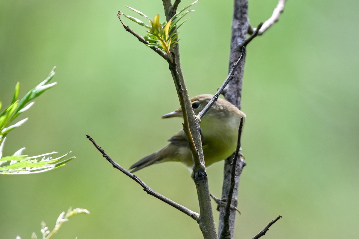 Blyth's Reed Warbler - ML645433909