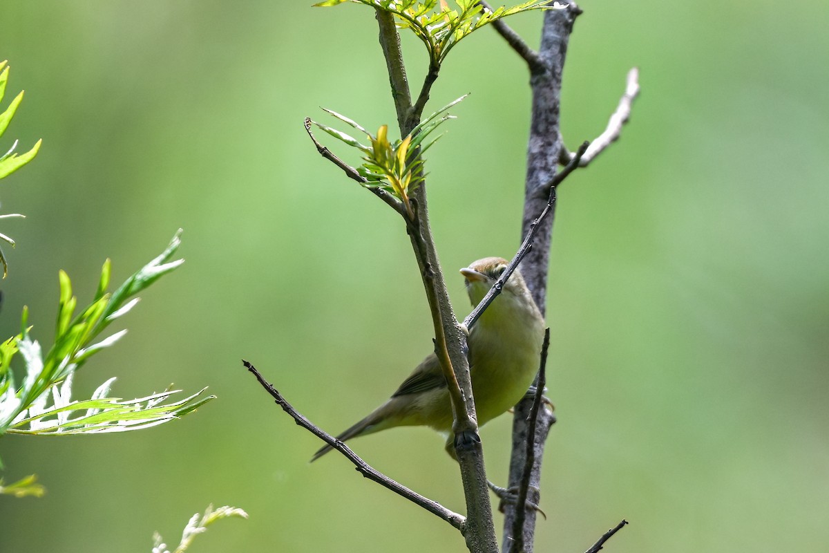 Blyth's Reed Warbler - ML645433910
