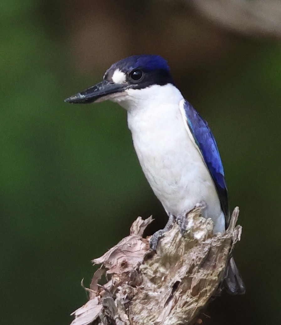 Spiegelliest - ML645433911