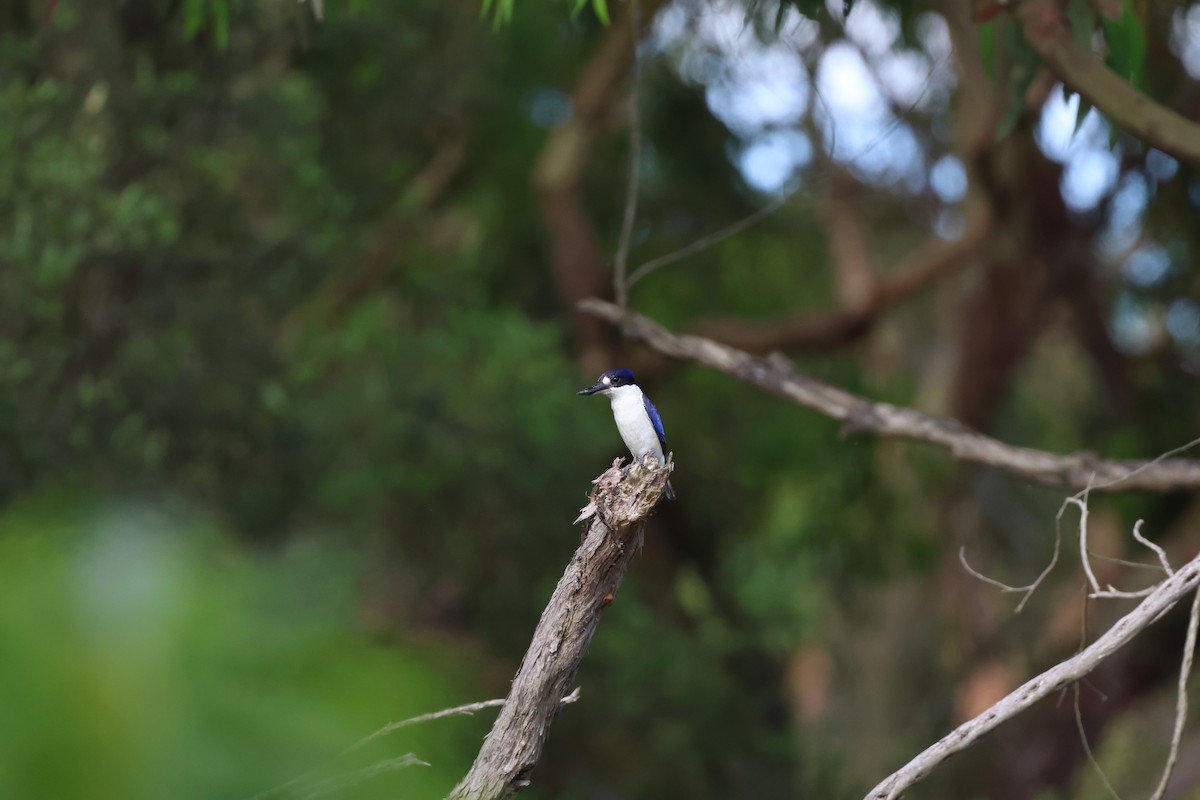 Spiegelliest - ML645433912