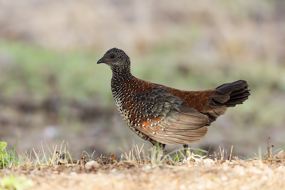 Painted Spurfowl - ML645433913