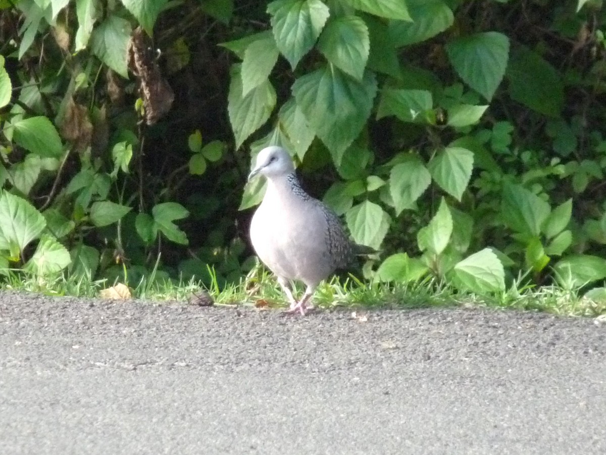 Spotted Dove - ML645433929