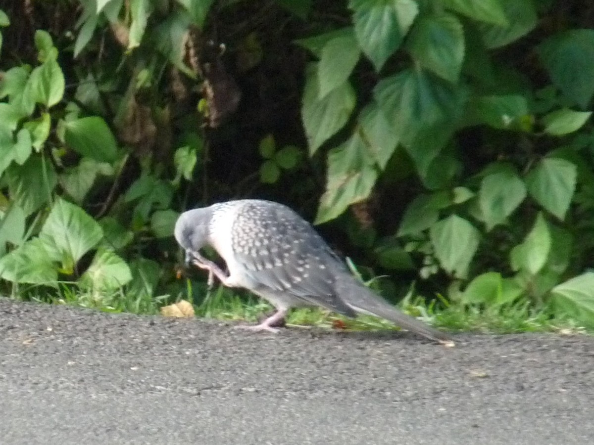 Spotted Dove - ML645433930