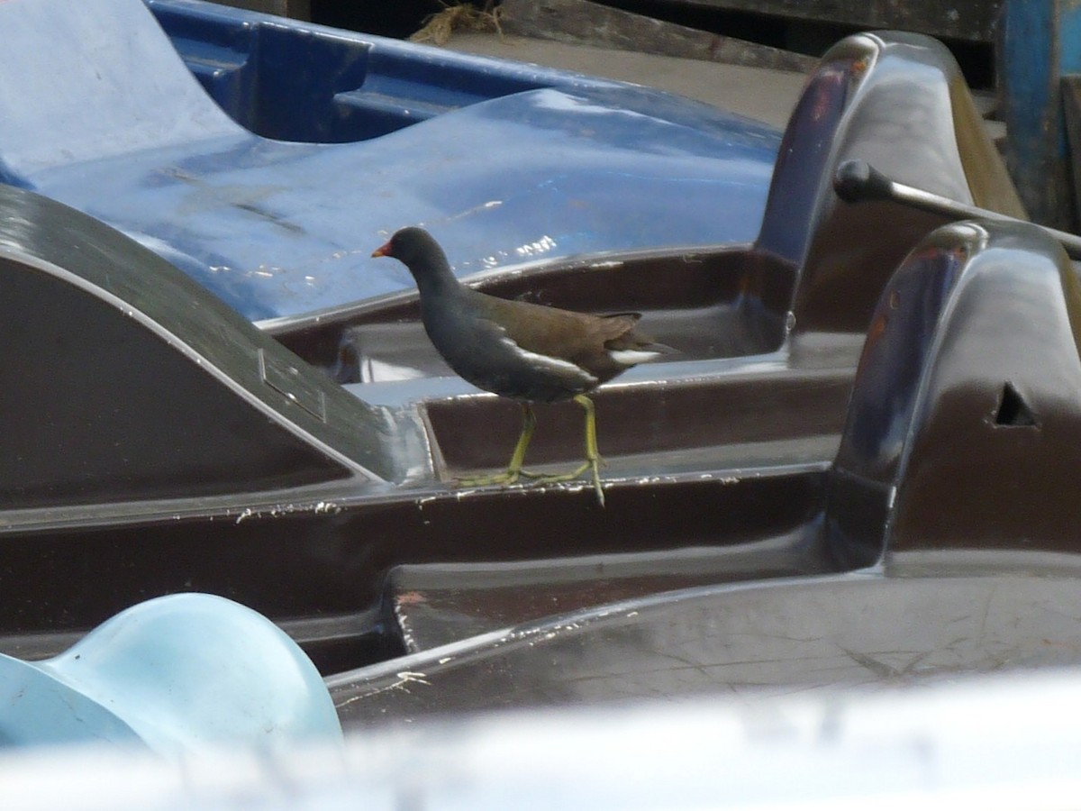 Eurasian Moorhen - ML645433934