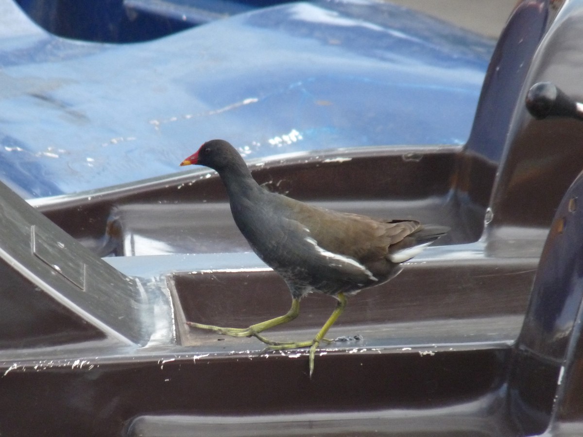 Eurasian Moorhen - ML645433935