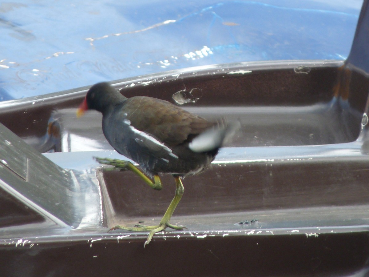 Eurasian Moorhen - ML645433936
