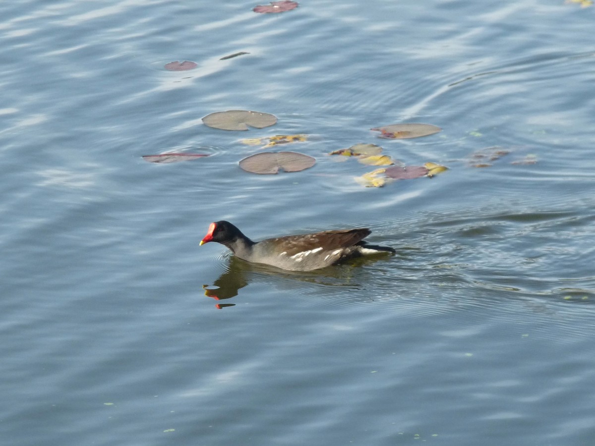 Eurasian Moorhen - ML645433938