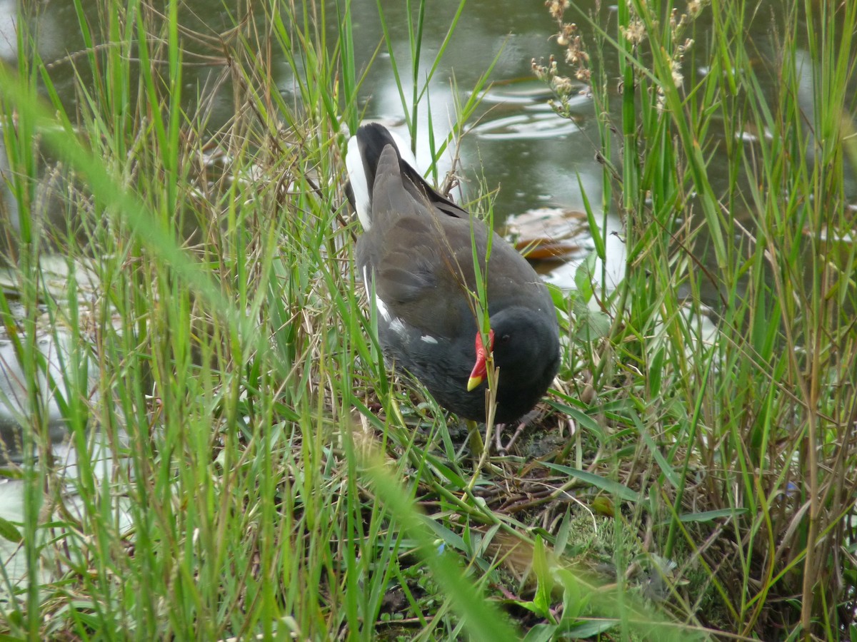 Eurasian Moorhen - ML645433939
