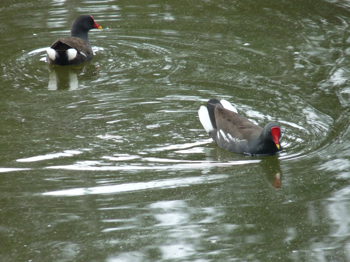 Eurasian Moorhen - ML645433940