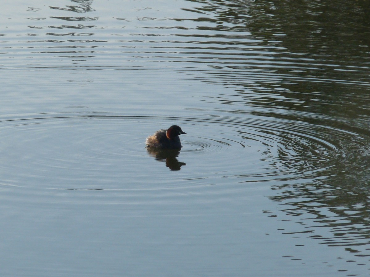 Little Grebe - ML645433943