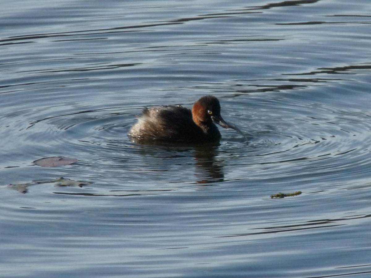 Little Grebe - ML645433944
