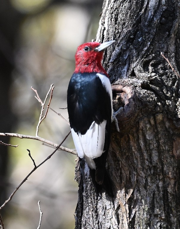 Red-headed Woodpecker - ML645433947