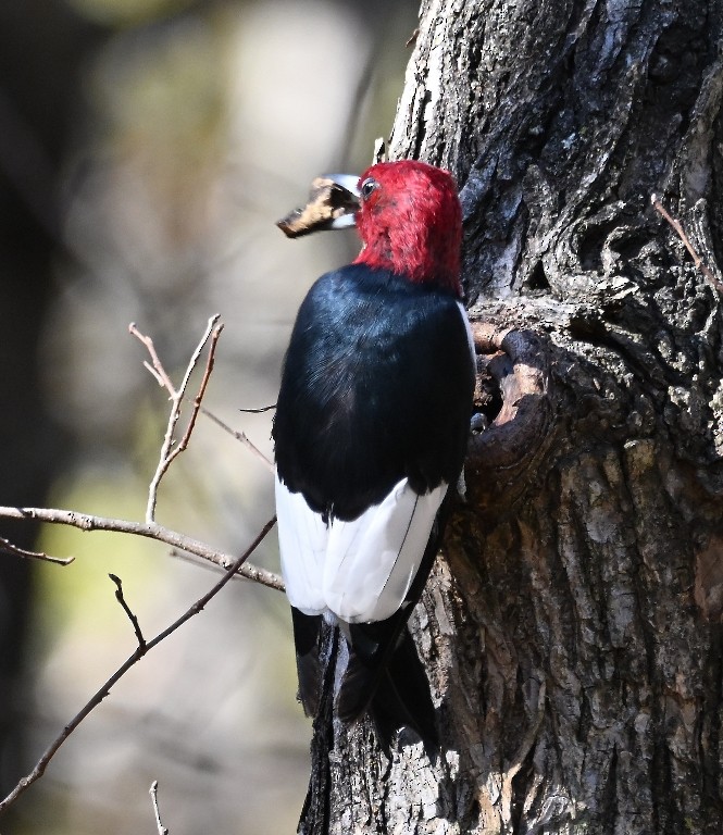 Red-headed Woodpecker - ML645433948